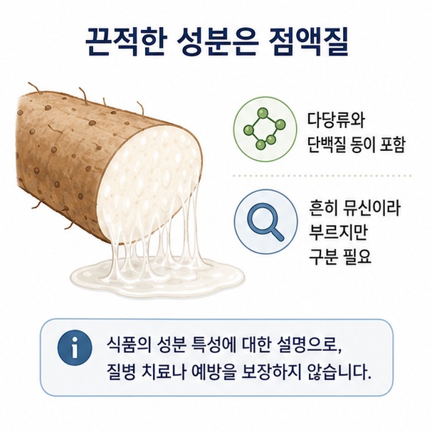 마의 끈적한 부분이 다당류와 단백질 등을 포함한 식물 점액질이라는 점을 설명한 이미지