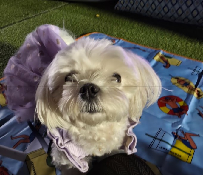 여의도 벚꽃 라떼와 밤산책