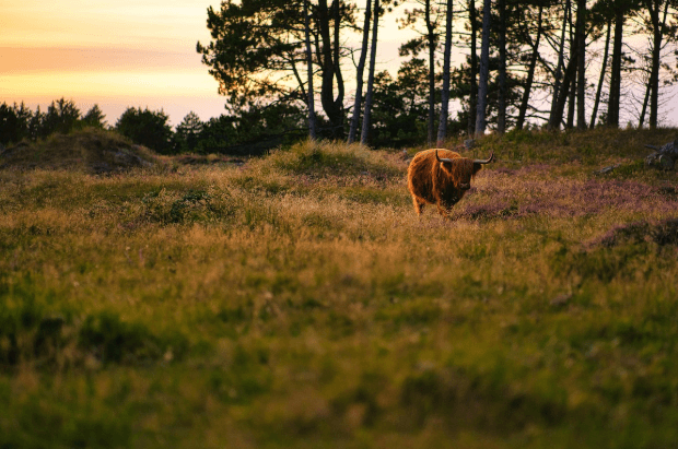 장수 한우랑 사과랑축제