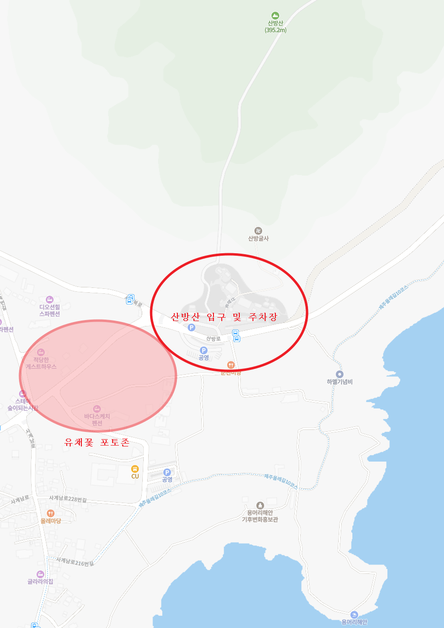 산방산 유채꽃 위치