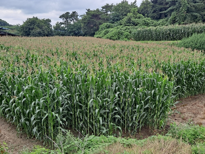 옥수수밭