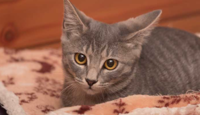 이불 속에 엎드리는 아기고양이의 이미지