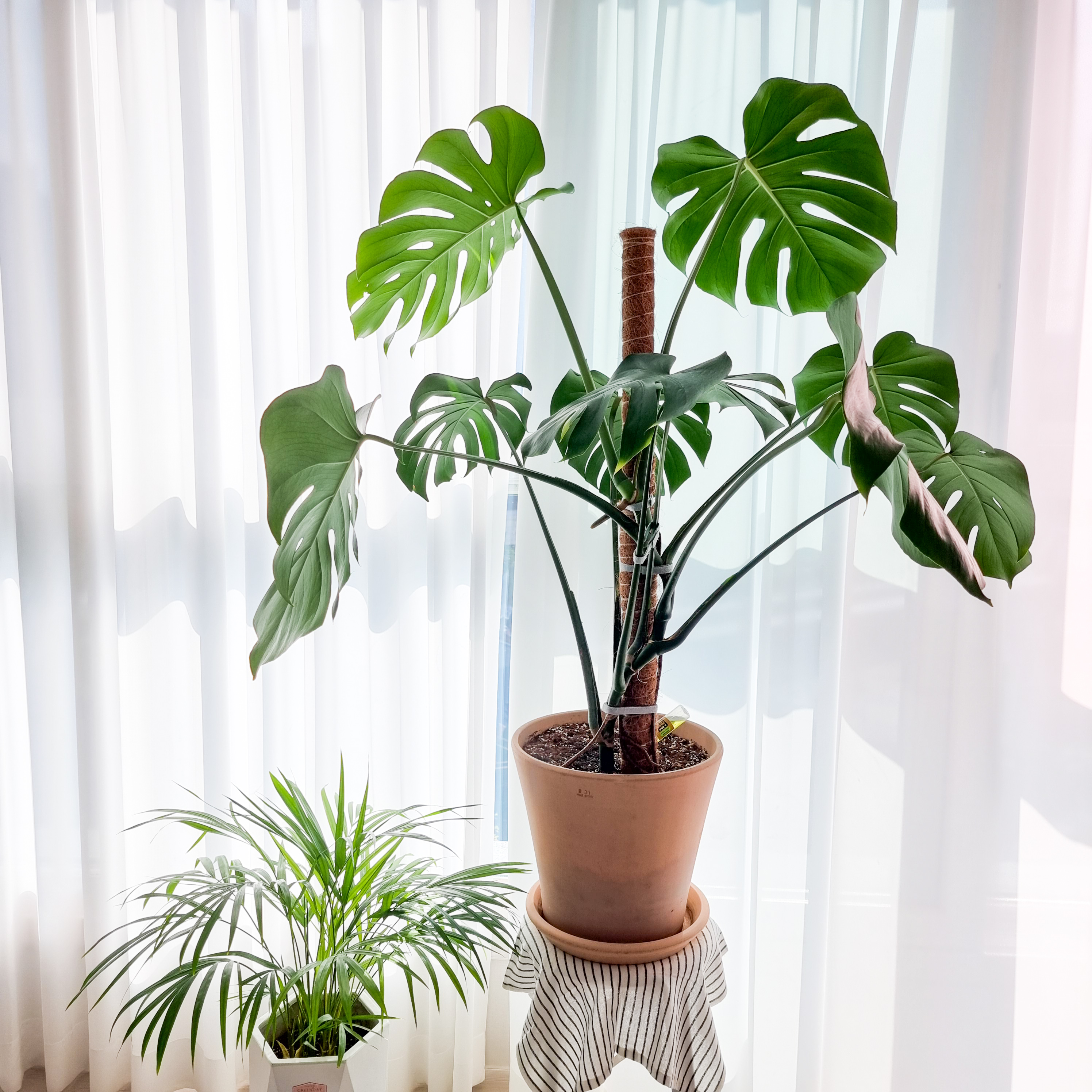 몬스테라 델리시오사