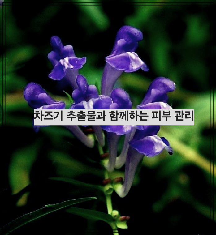 차즈기 추출물과 함께하는 피부 관리