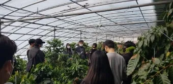 커피나무 재배 실내 재배 물 관리 가지 전정_11