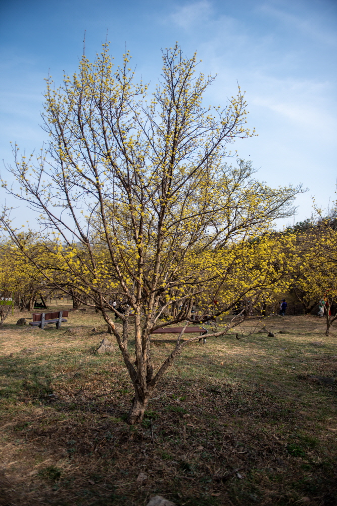 제26회 이천백사산수유꽃축제 일정 & 프로그램 안내/ 주차 안내