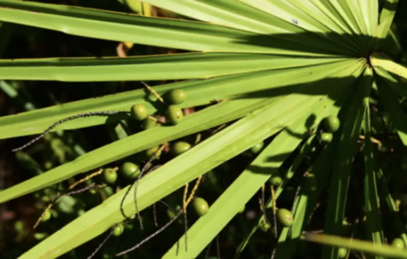 쏘팔메토-추출물-원료-톱-야자나무