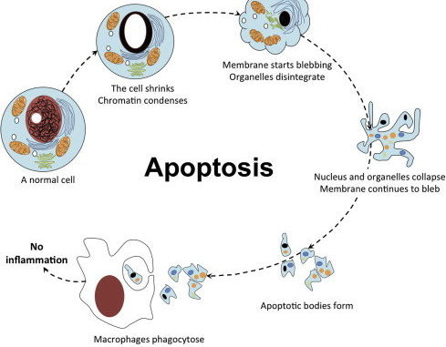 Apoptosis (Programmed Cell Death)