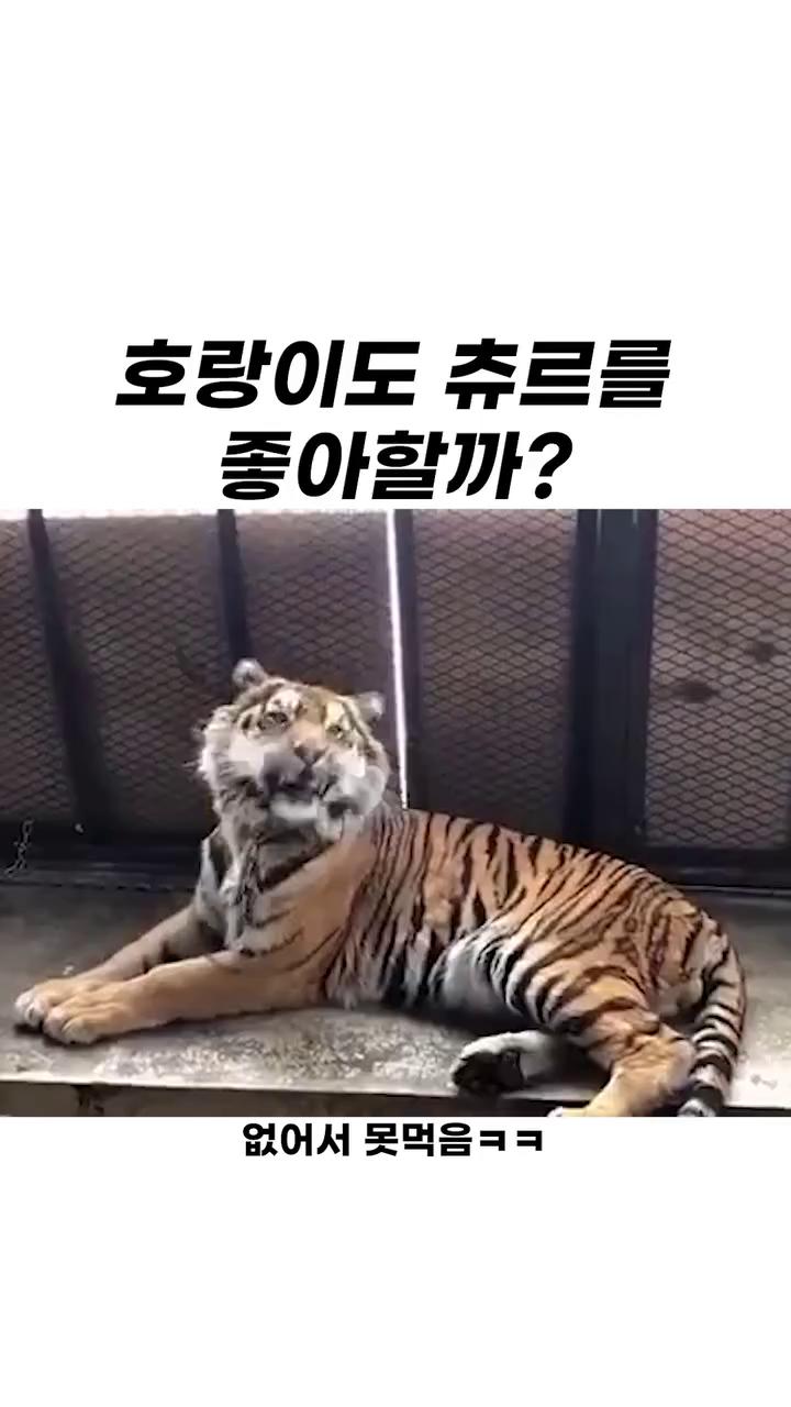 호랑이도 츄르를 좋아할까? 호랑이도 츄르를 좋아할까?