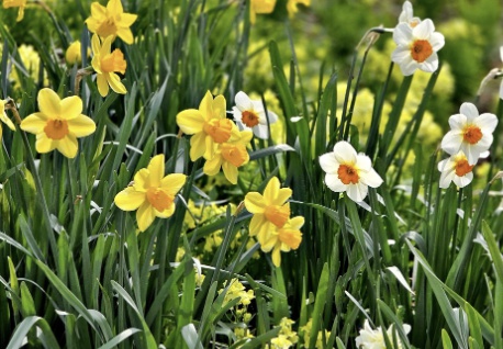 태안 코리아플라워파크 축제