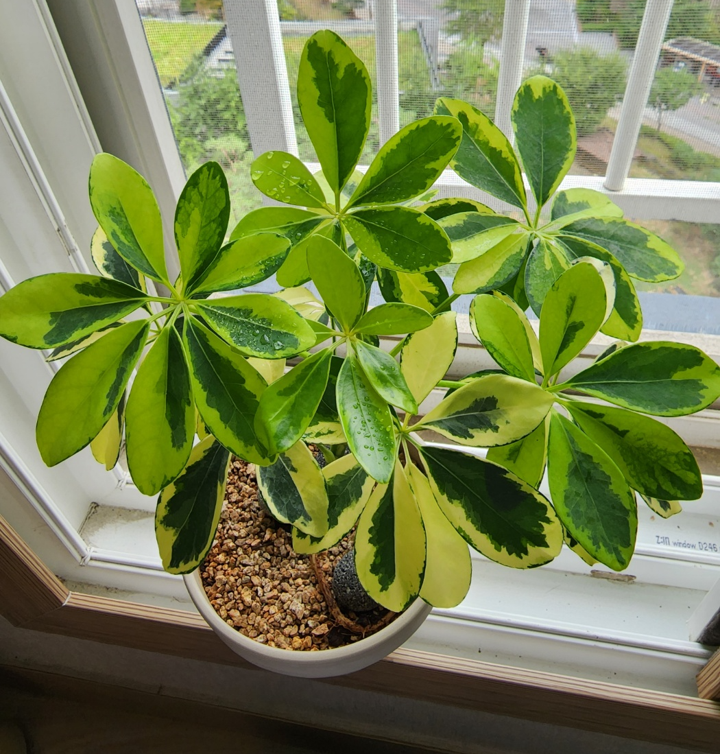 냉해입기전 칼라홍콩