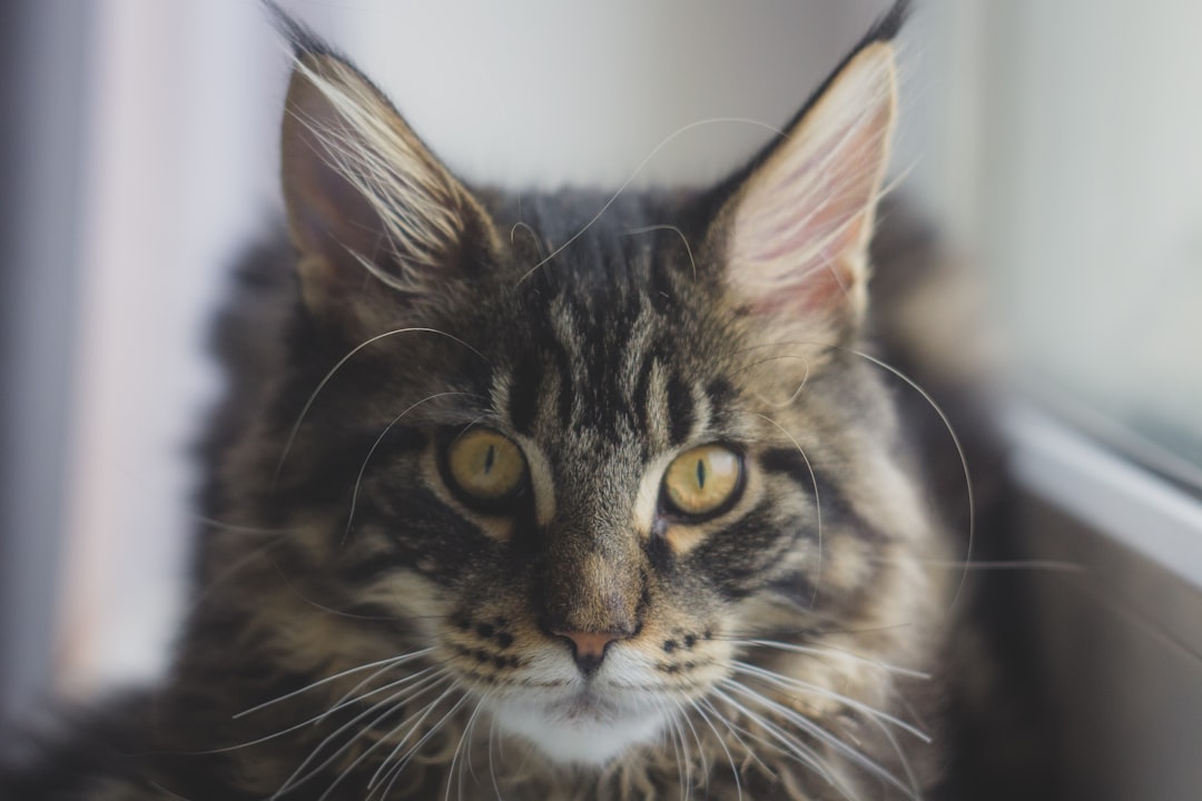 Maine Coon