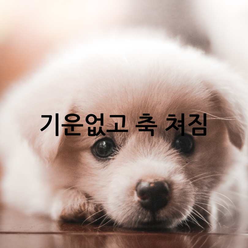 강아지 더위 증상 및 해결법