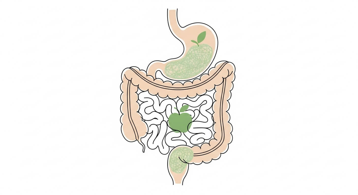 펙틴: 장 건강을 위한 천연 식이섬유