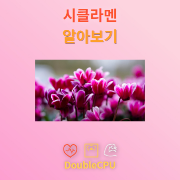 시클라멘 꽃말 및 탐구