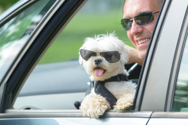 강아지 체형별 하네스 추천