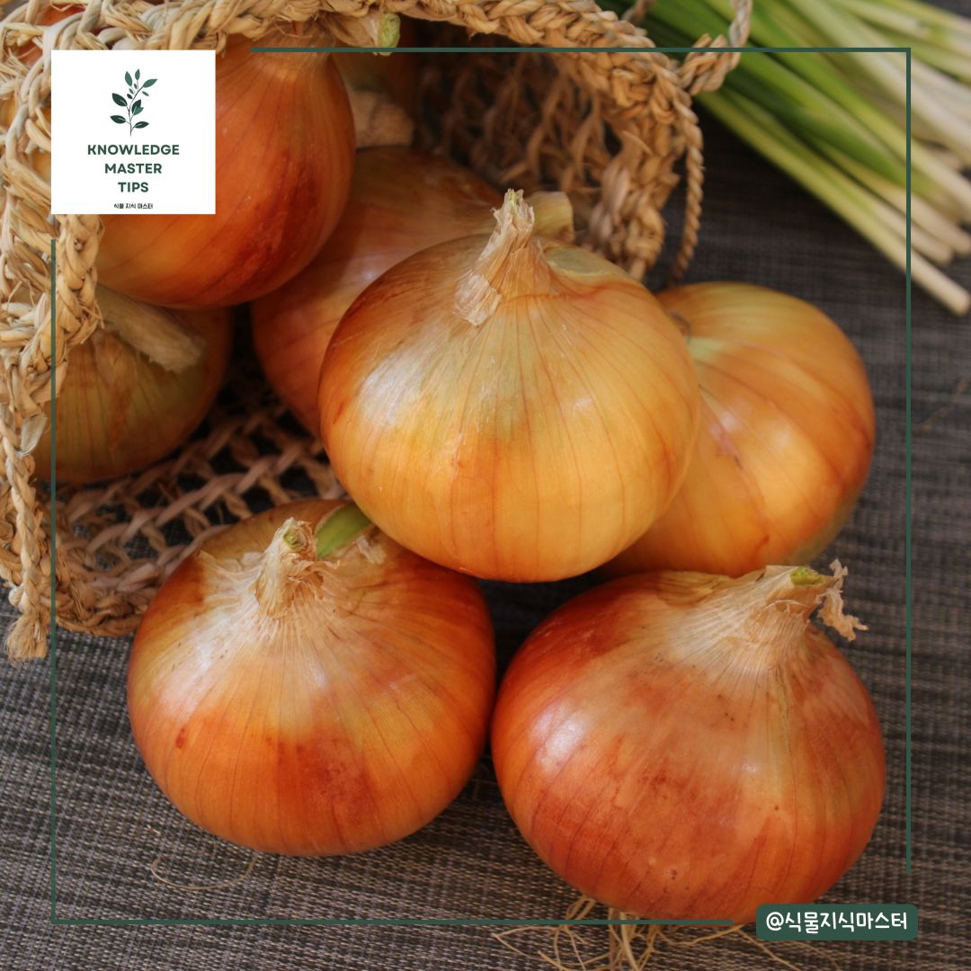 11월에 심는 작물 - 양파