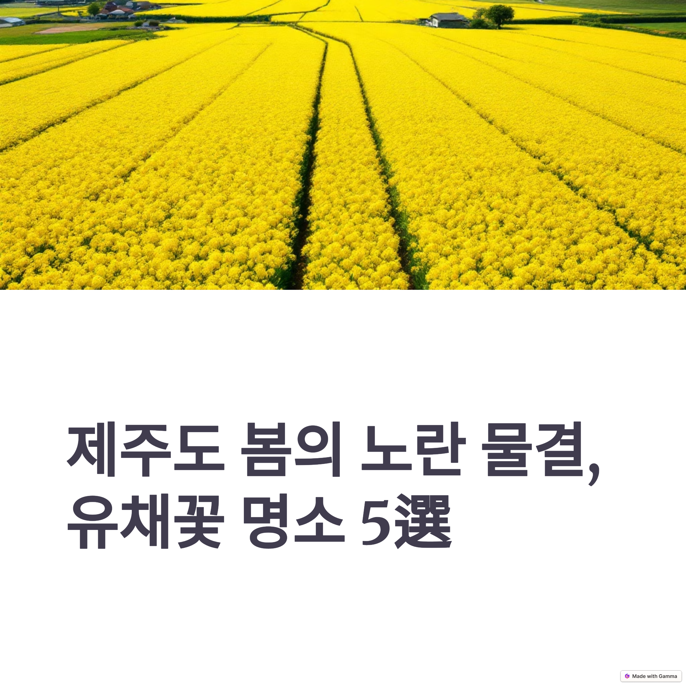 유채꽃 섬네일 이미지