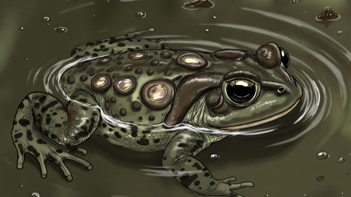 등 피부 속에서 새끼를 키우는 기이한 번식 전략의 수리남두꺼비