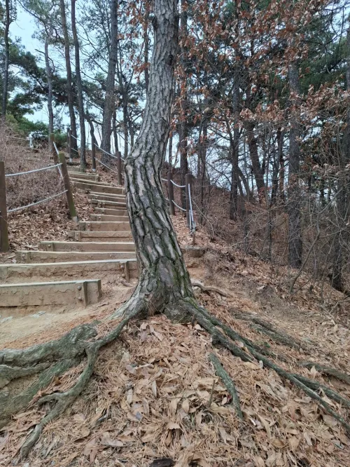 서구 철학의 근간과 양자이론적 세계관의 토대를 상징하는 거대한 나무 뿌리 (Giant tree roots symbolizing the foundation of Western philosophy)