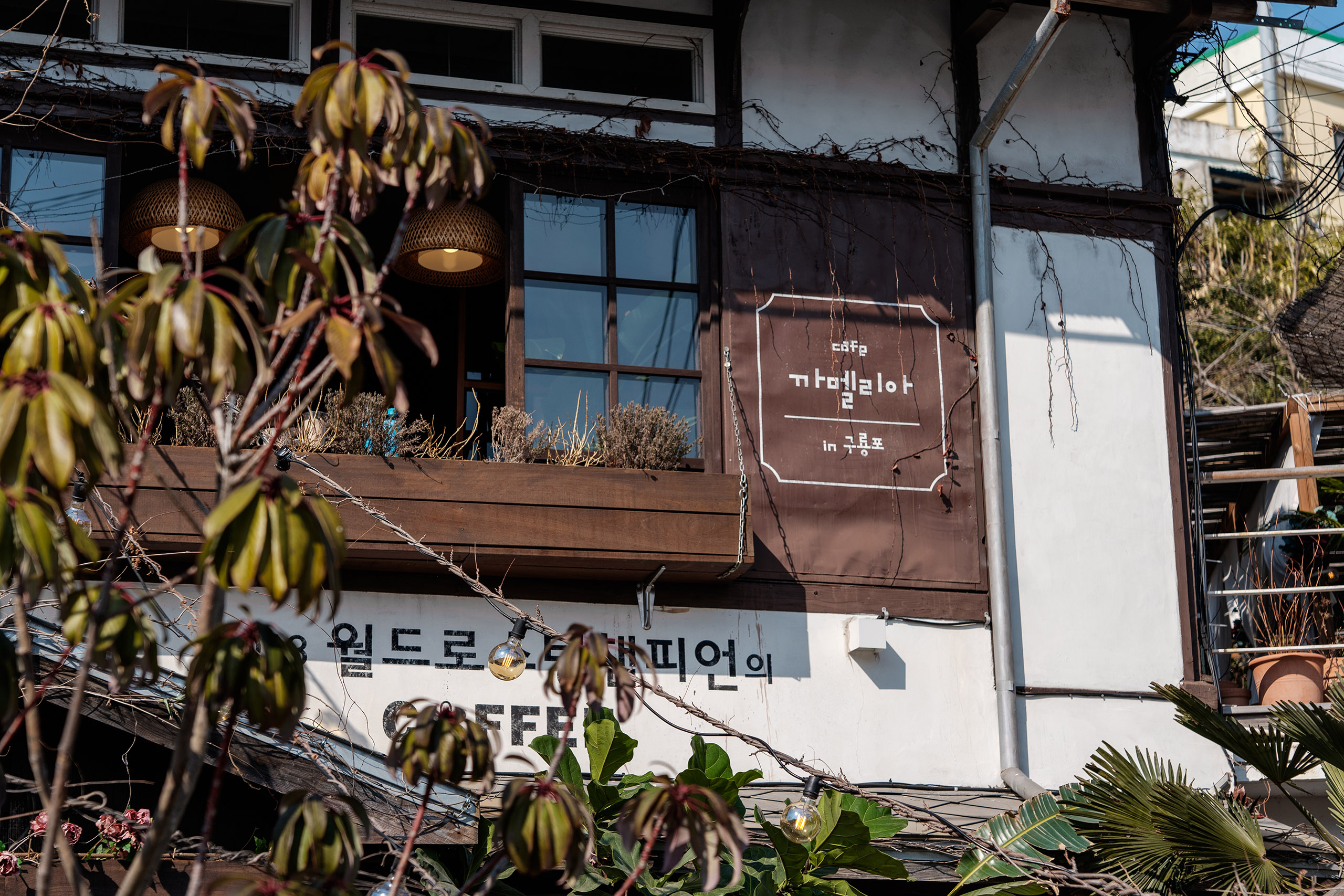 카멜리아 인 구룡포