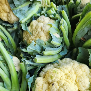 콜리플라워 효능 성분 먹는방법 부작용 고르는법