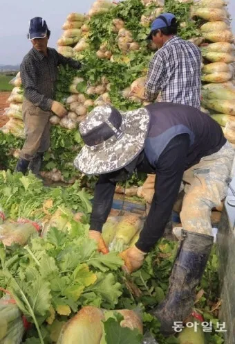 적양파 재배 모종 심기 재식 거리 질소 과다 주의_11