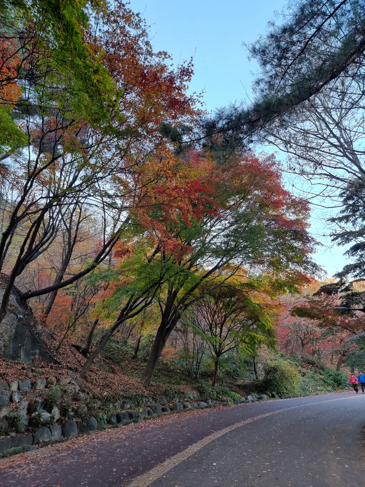낙엽이-떨어져있는-길-단풍나무