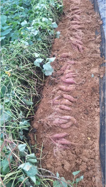 고구마캐는시기 딱 3가지 신호만 보세요 보관법까지 총정리로_48