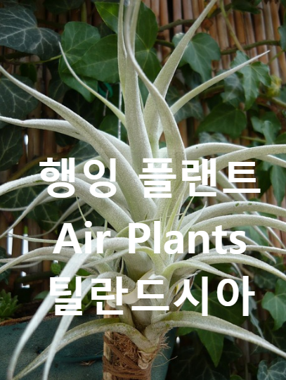 행잉플랜트 에어플랜트 틸란드시아