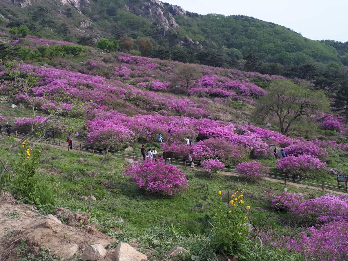 산청 황매산 철쭉
