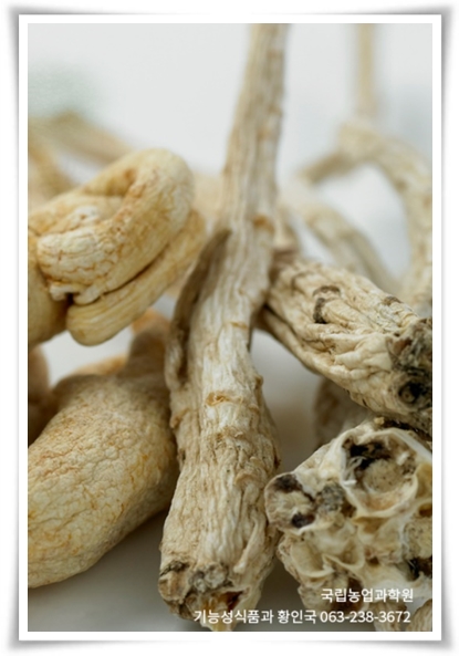 &quot;도라지 꽃과 도라지&quot; 아름다운 꽃과 건강한 뿌리를 품은 자연의 선물!