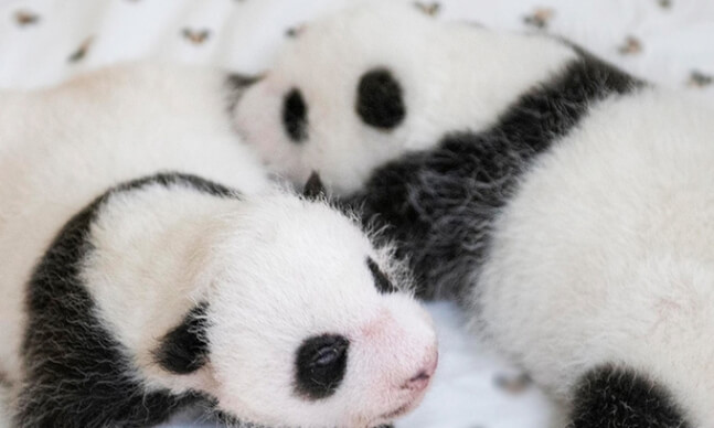 에버랜드 푸바오 쌍둥이 동생 이름 공모 신청! 에버랜드 이름 공모 에버랜드 SNS 네이버 주토피아 카페 댓글 응모 가능 응모 방법