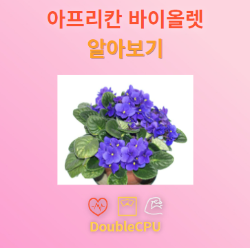 아프리칸 바이올렛 꽃말 및 탐구