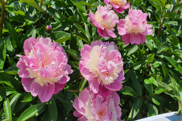 태안 안면도 수목원