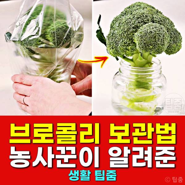 브로콜리 보관법 보관기간
