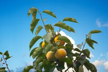 단감 효능&amp;#44; 단감 10kg 가격