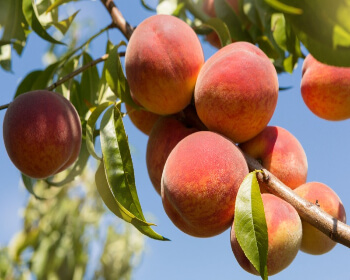 조치원 복숭아 축제_10