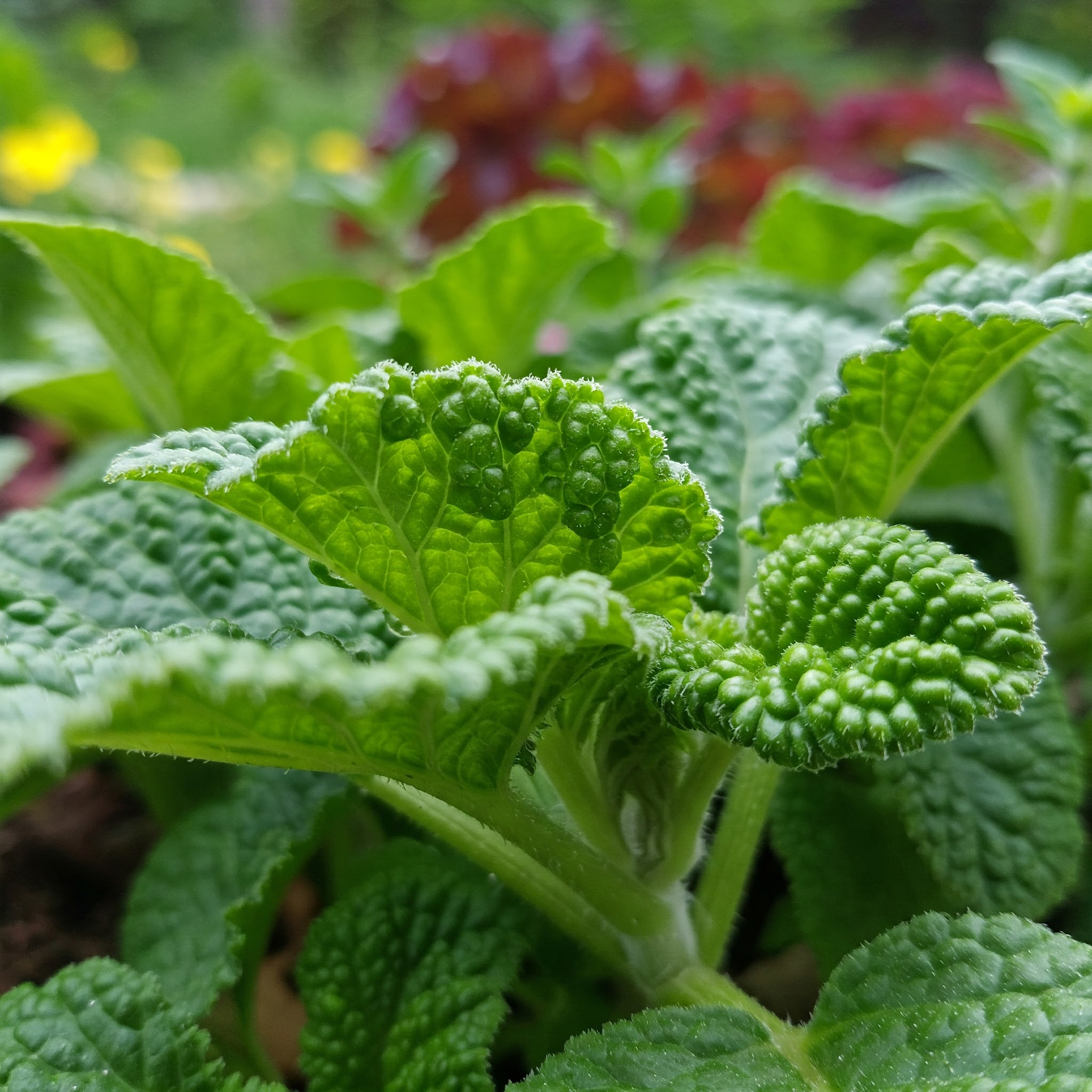 곰보배추 효능 10가지