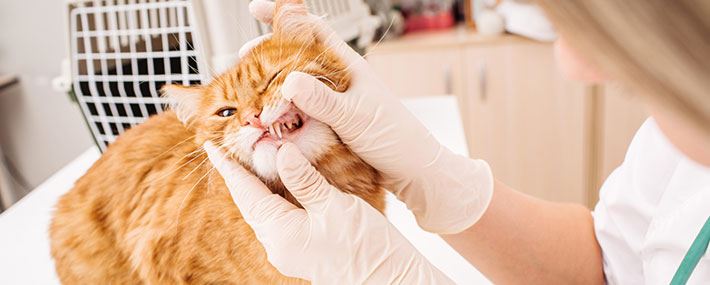 고양이 건강 체크 모습의 이미지