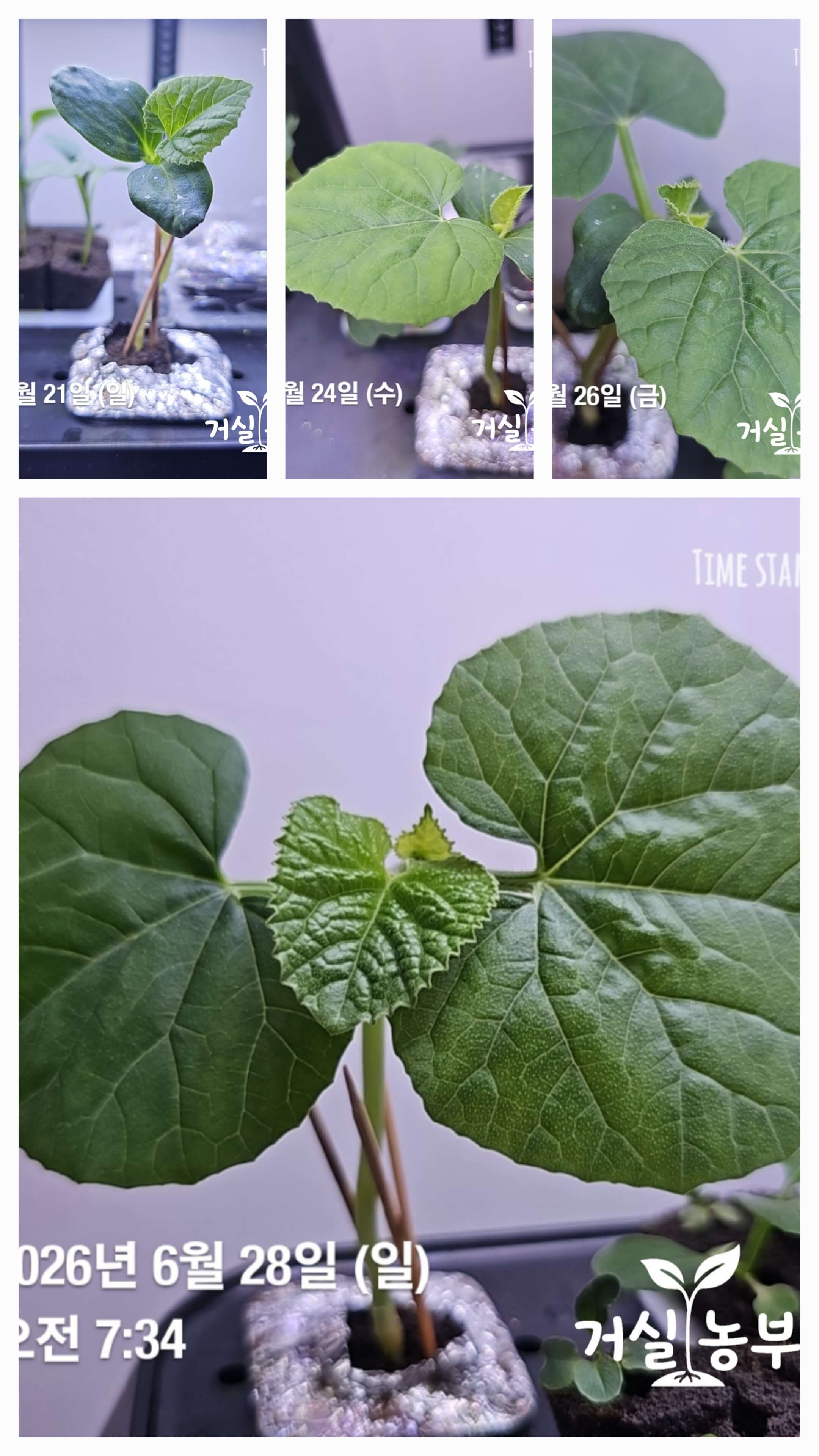 수경재배로 키운 허니듀 모종의 본잎 성장 과정