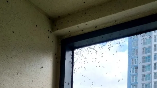 베란다 벌레 완벽 차단 방법과 여름철 실내 해충 예방 꿀팁_3