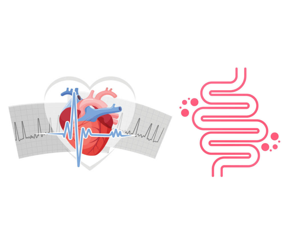 블루베리 효능 심장질환 예방 및 장건강