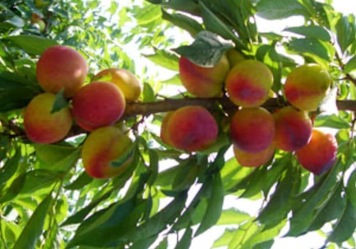 김천 자두 축제