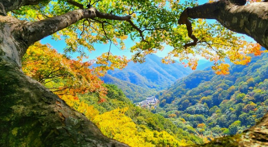 '100억송이' 가을꽃