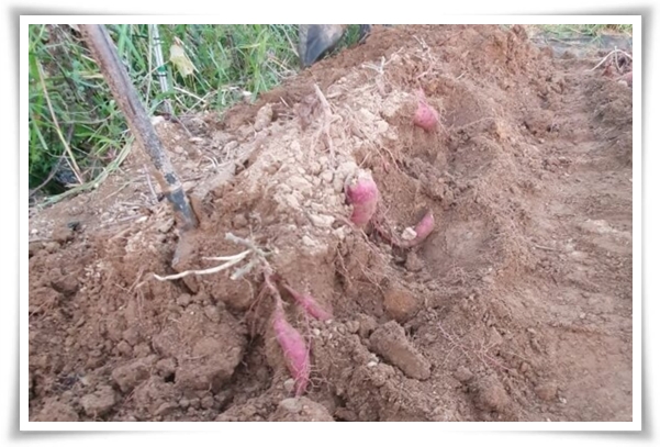 "9월, 고구마 수확 해야죠?" 고구마 수확의 황금 시기와 비밀 노하우!