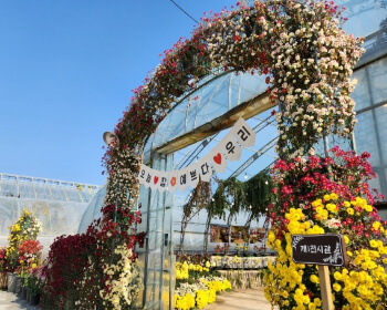 서산 국화축제_26