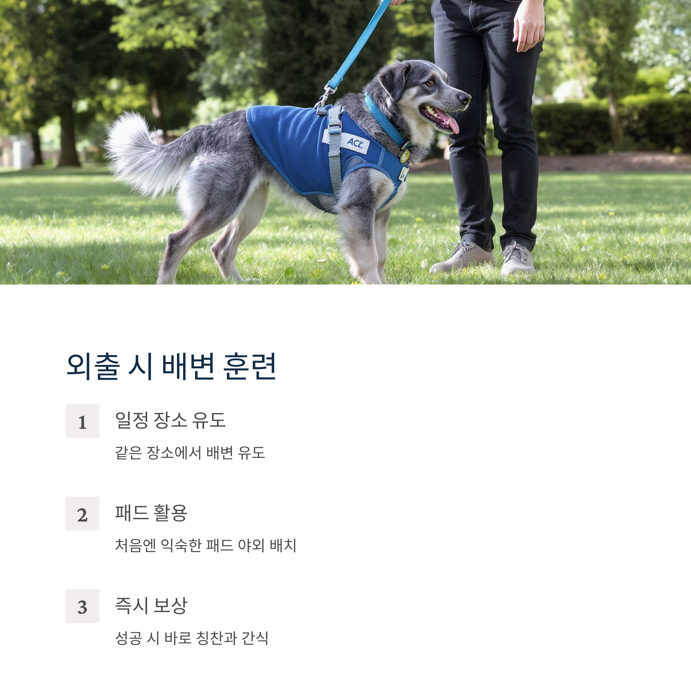 강아지 배변 훈련 완전 정복 가이드, 초보 집사 필독!