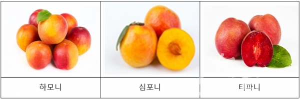 플럼코트 종류
