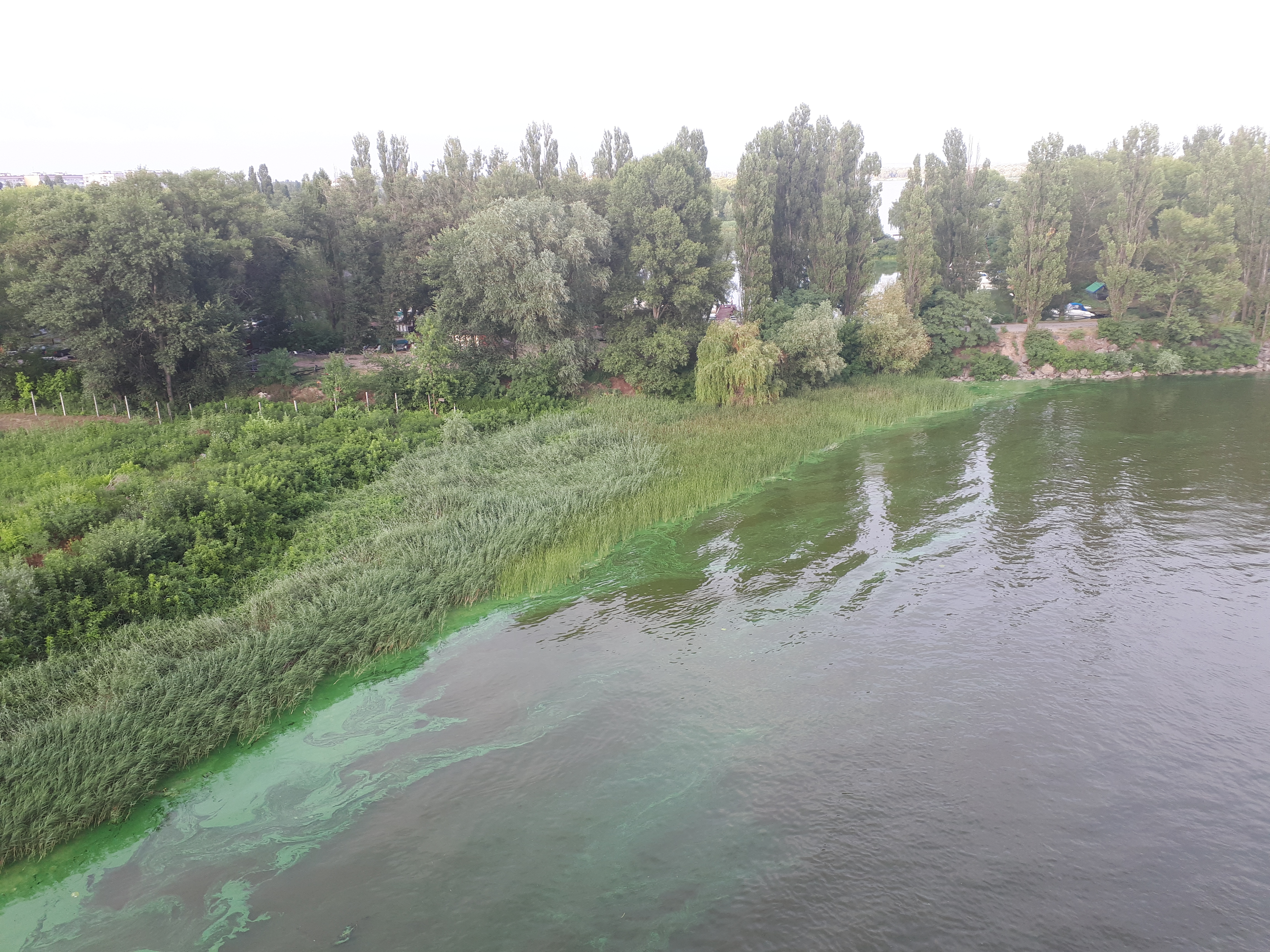 우크라이나 크레멘추크 드니프로 강변 녹조